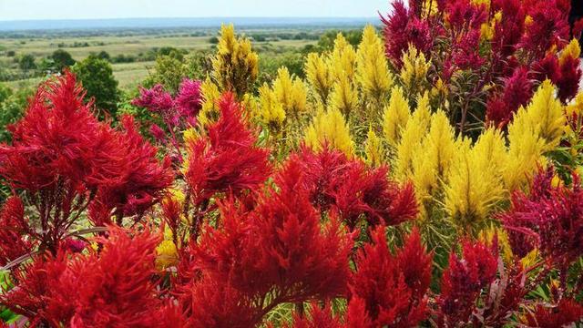 鹤峰：凤尾花点亮庙湾之秋