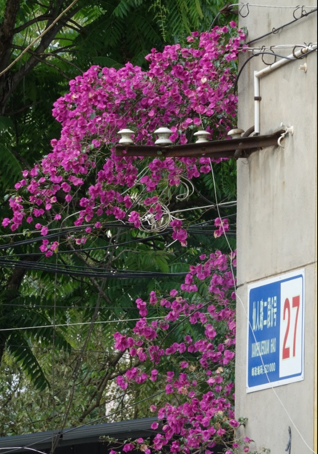 安逸四川 乐游绵阳 ‖ “三线”记忆，朝阳时光，游仙这条景观大道超赞！