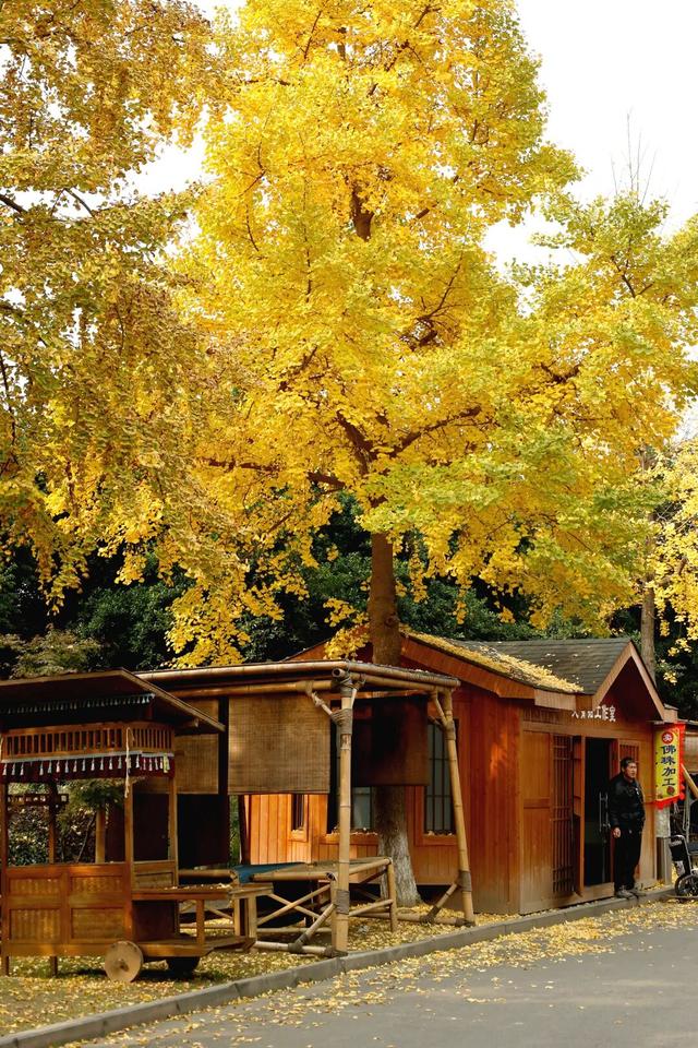 还起什么标题，美不美你们直接看！