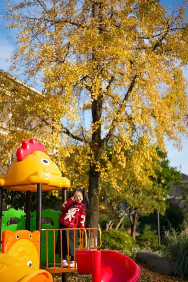 美爆了！余杭银杏打卡地出炉