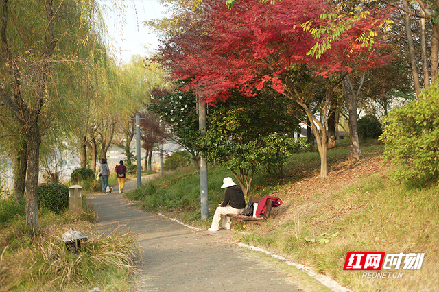 晴暖末班车！株洲神农湖彩叶美景别错过