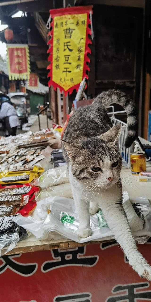 嘉陵江上最后的码头古镇——周子古镇