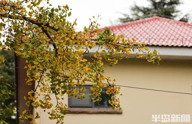 网红路，藏不住的秋意