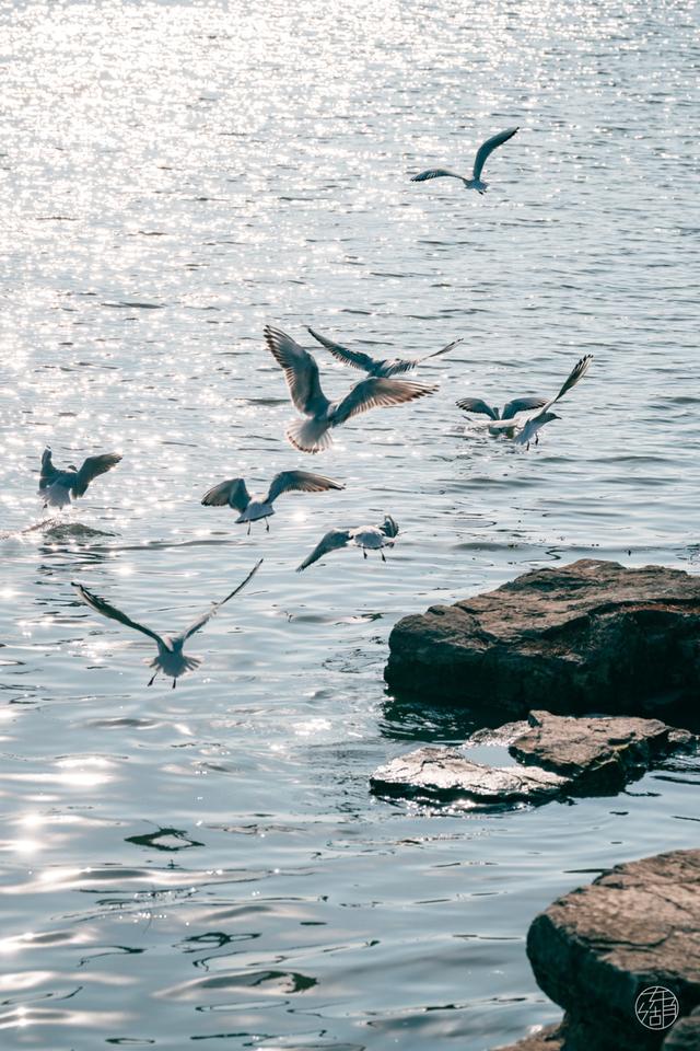 来东湖追鸥，这份私藏待办清单，请收好！