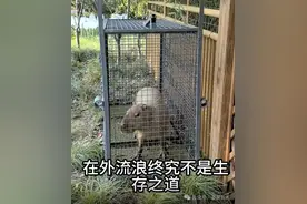 出逃2个月，卡皮巴拉凌晨回家，还胖了一斤多图片