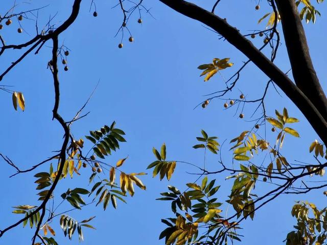 昌化路无患子披金裳，在街头邂逅油画般的秋色浪漫