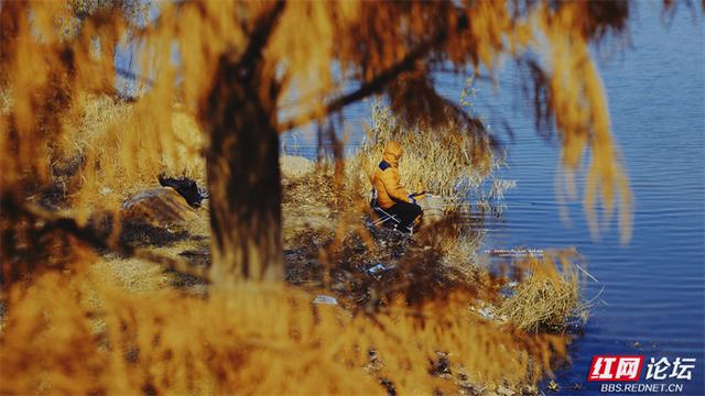 你也在追寻什么吗？也许答案就在下一片枫叶里