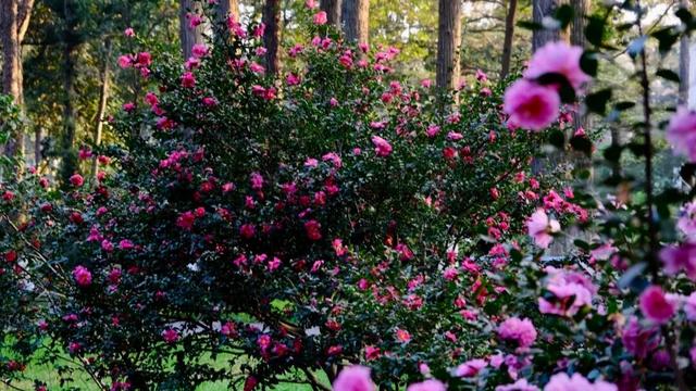 闭眼出片！武汉植物园茶梅进入最佳观赏期 这份浪漫攻略请收好