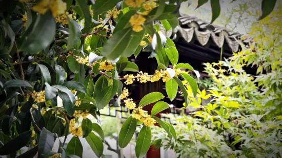 上海第一缕桂花香已到货！秋季“限定款”来了