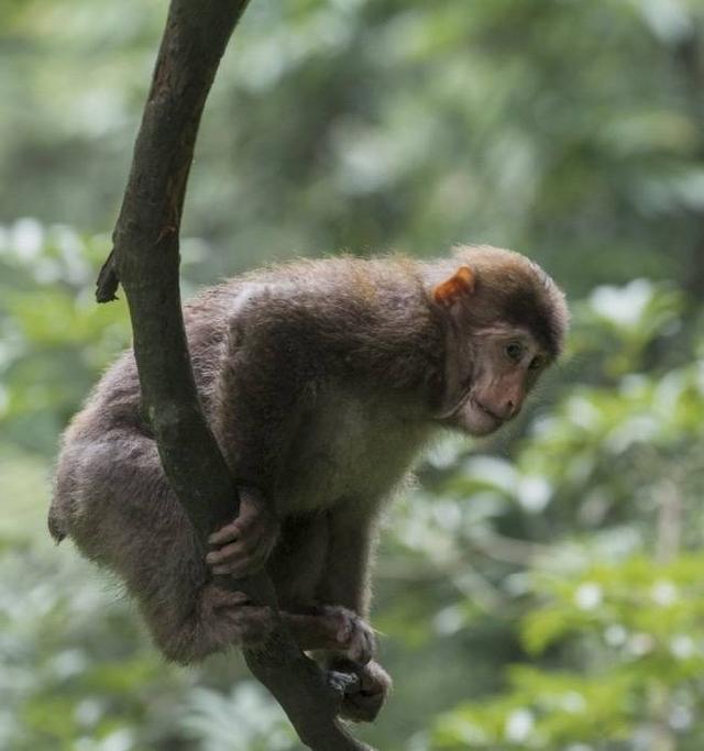 600万游客登峨眉，竟多错过“宝藏”！局长安利“小小峨眉山”最佳打开方式｜2025中华文化天府论坛