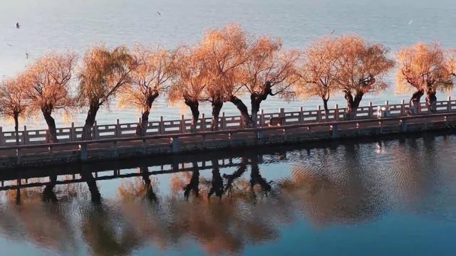 初冬滇池西岸白鱼口美景如画，群鸥戏水垂柳金黄