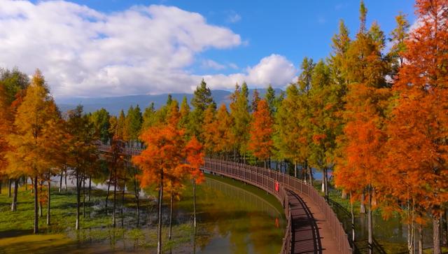 栈道穿红杉，候鸟掠湖面！大理这片湿地美成初冬油画