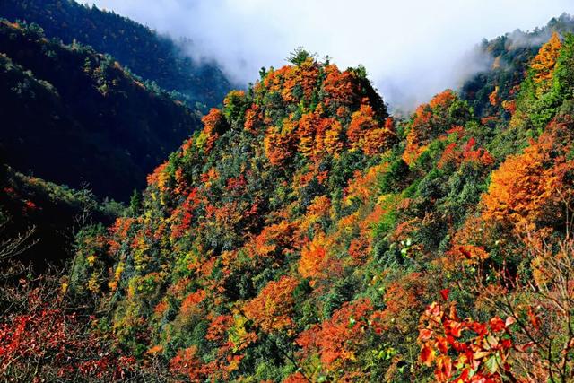 就在达州耍秋假！多个景区官宣：免票、半价