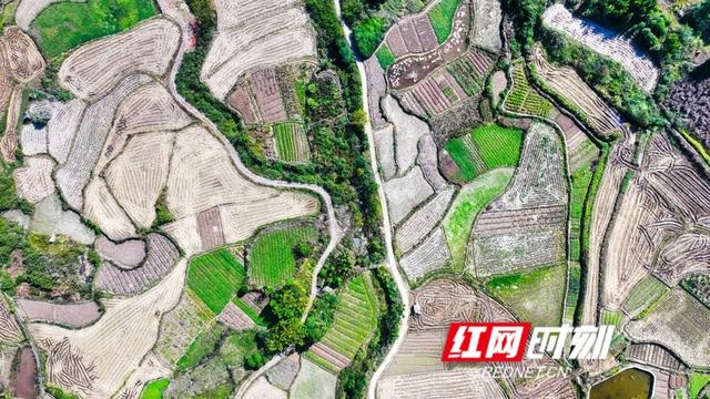 湖南新田：大地“指纹”美如画