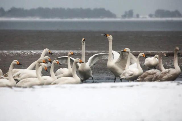 冬游威海六大主题线路发布