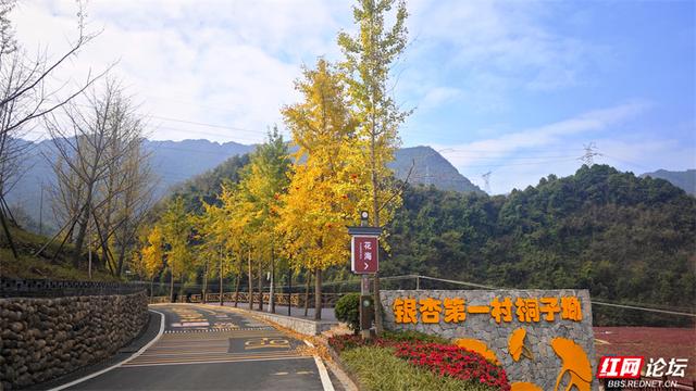 岁暖时刻丨去桐子坳走走：让银杏叶落在肩头，让百年古树的皱纹蹭过掌心