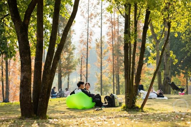 杉林映冬阳 露营拾光暖