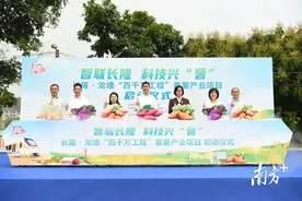 把番薯田变成“致富田”，清城龙塘牵手长隆布局番薯产业项目图片