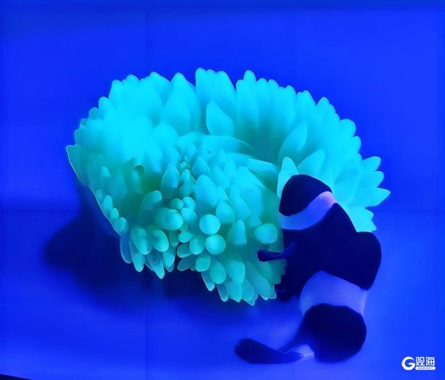 “发光”展、水下变脸、海底炫蝶……今年暑期，青岛海底世界惊喜连连
