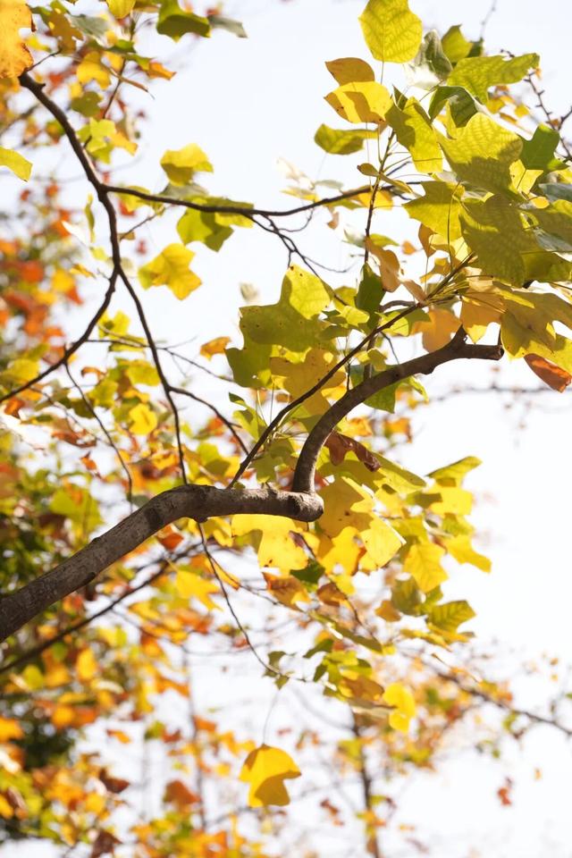 别错过，用Citywalk感受落叶的浪漫→