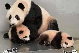 期待已久！要和“家姐”“细佬”见面啦图片