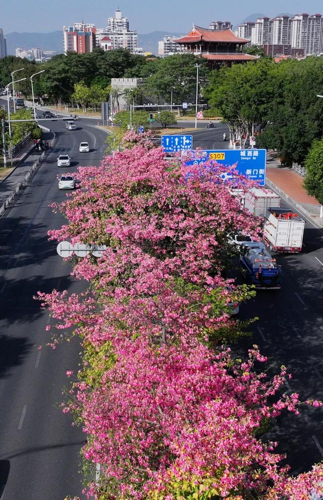 新晋打卡点！泉州市区这些限定“花海”全都美翻了……