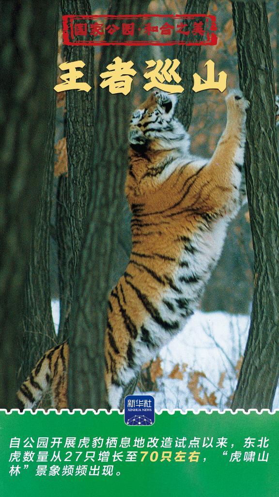 和合之美丨东北虎豹国家公园：猛兽家园野性王国