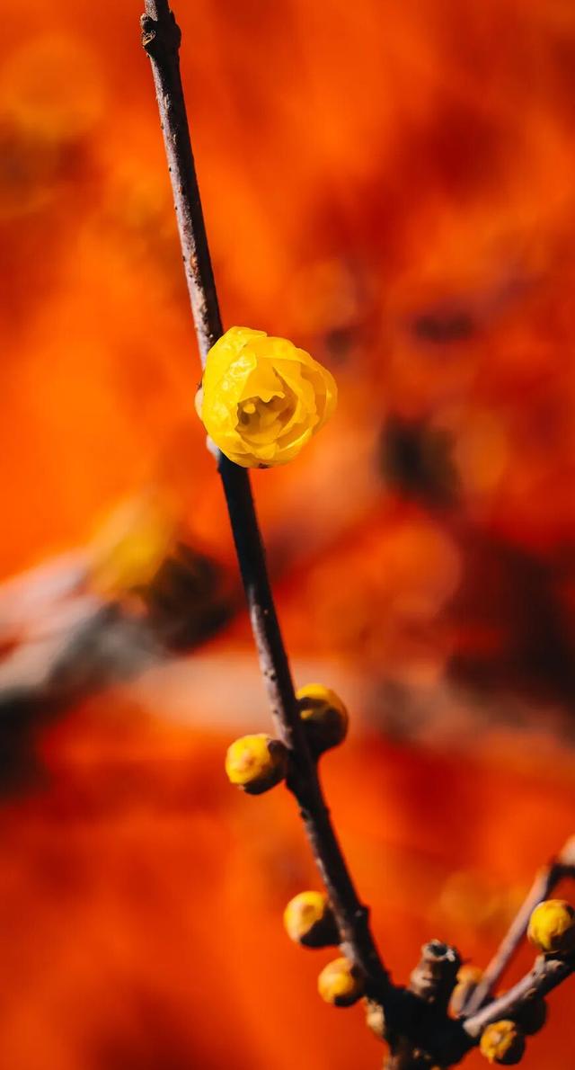 已确认！无锡梅园即将开园