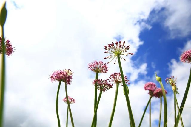 韭菜坪盛花期到了！