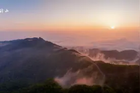 临澧太浮山发现大面积野生柃木生长图片