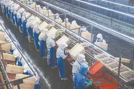 漳浦县：工人加工鱼柳及鱼罐头图片