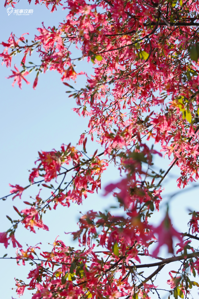 全城“粉”了！地铁直达→