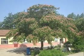 汉字历史——自然篇（蓉）图片