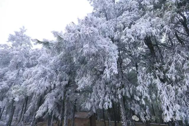 一眼沦陷！寻甸绝美雾凇胜景