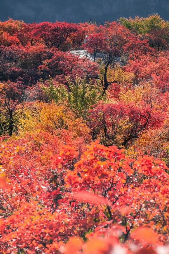 太美了！北京这里的“漫山红叶”推窗即揽！