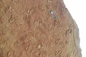 【甘快看】这些一亿多年前的恐龙足印，传递重要信息！图片