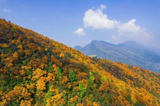 这个秋天一定要去瓦屋山！彩林已经进入最佳观赏期！