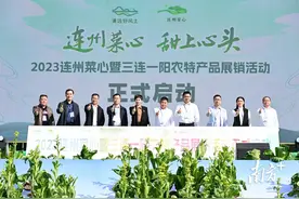 连州菜心节开启！中国蔬菜流通协会助力连州菜心产销对接走向全国图片