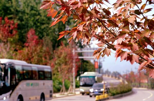 金秋漫红！在张家界武陵源巧遇好“枫”光