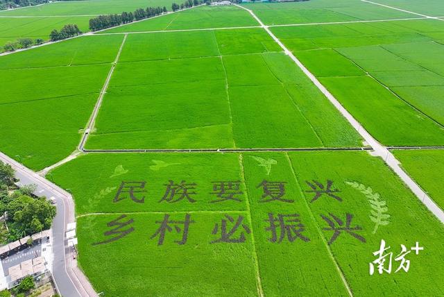 图集｜国庆中秋双节假期，到中山崖口看彩色稻田