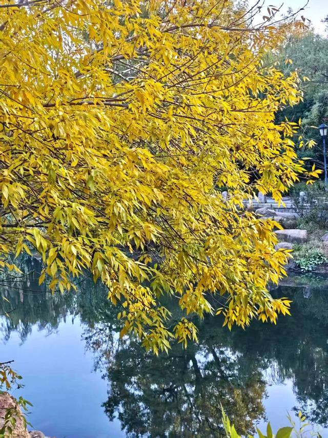 看！市北的深秋落在了地上！快来捡个秋