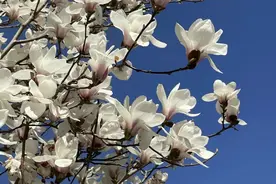 春风十里 满屏都是晒花人图片