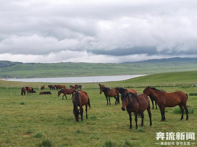 奔流城市计划·图集丨山丹马场盛夏图