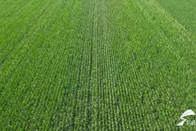 平原：立秋玉米生长旺 喷防助产正当时图片