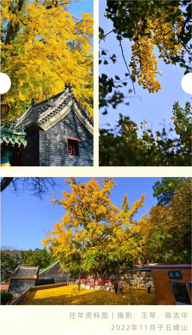 《2025济南赏银杏地图》出炉！一键收藏，赶快出发！