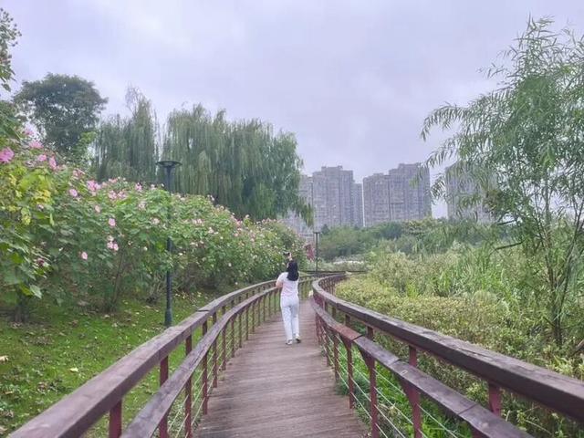 想拍秋日童话照？这里有大片的“粉红海洋”→