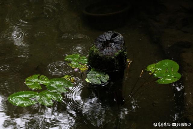 雨中趵突泉，美得让人醉