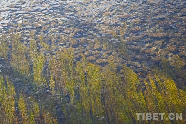 邂逅雅尼湿地：在保护与利用间，遇见可持续的生态未来