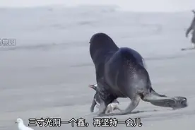 潮评丨动物“发疯”视频爆火，不正经科普“歪”打正着图片