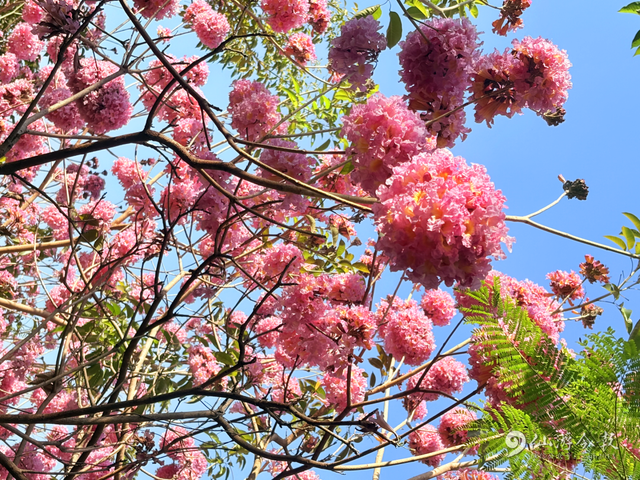 超出片！仙游这个公园，梦幻紫花风铃木盛放！